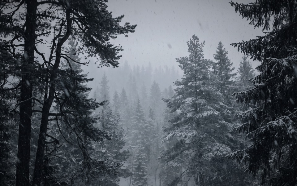 Snowfall in Forest